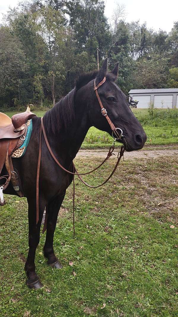 amish-trained-morgan-horse