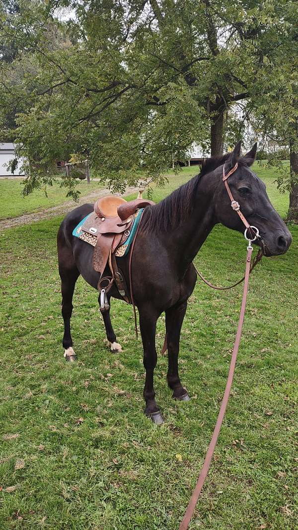 black-gelding-morgan-horse