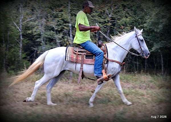paso-fino-mare-horse