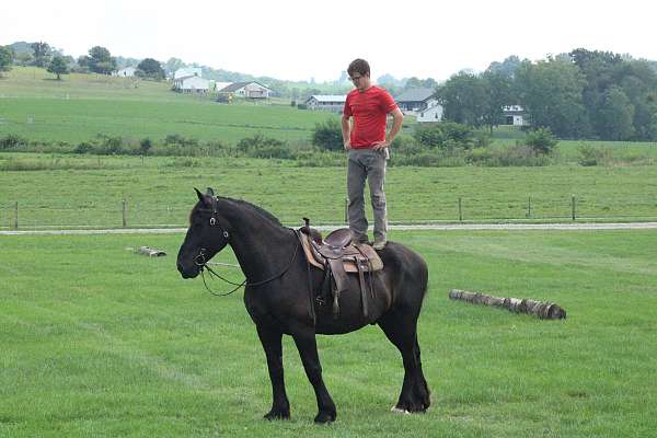 beautiful-draft-horses-percheron