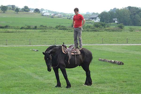 all-around-percheron-horse