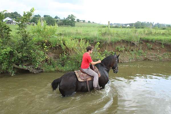 companion-percheron-horse