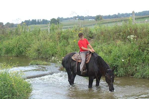 driving-percheron-horse