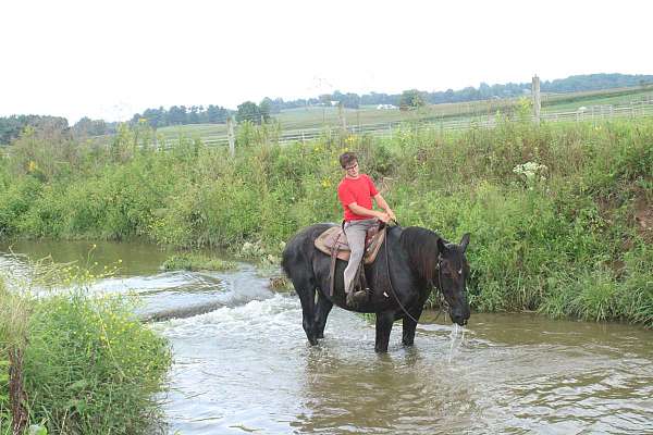 husband-safe-percheron-horse