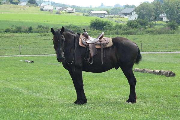 mounted-patrol-percheron-horse