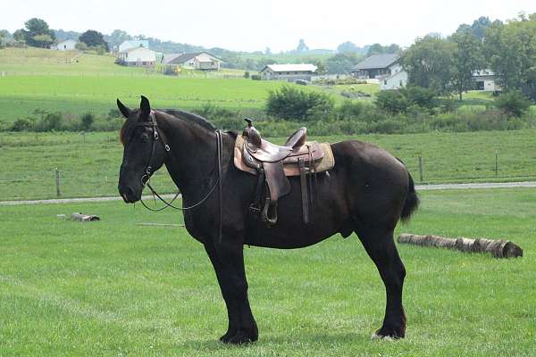 parade-percheron-horse