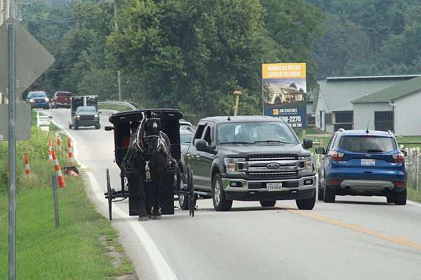 pleasure-driving-percheron-horse