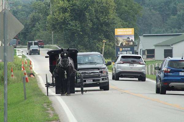 team-driving-percheron-horse