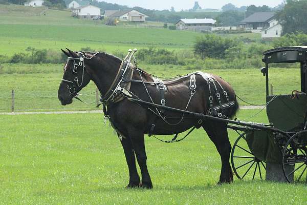 therapy-percheron-horse