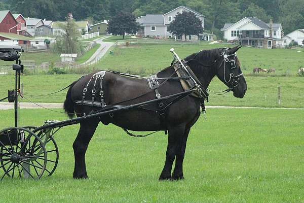 trail-percheron-horse