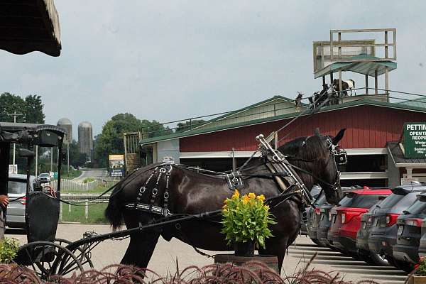 trail-riding-percheron-horse