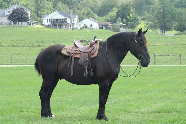 working-percheron-horse