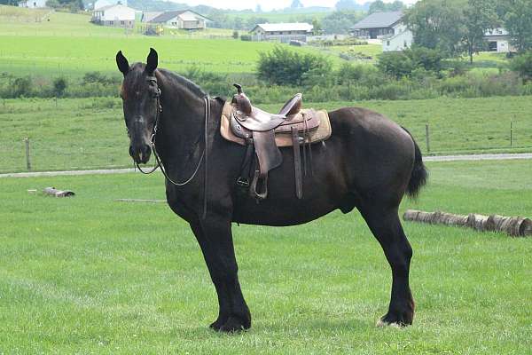 beautiful-draft-horses-gelding