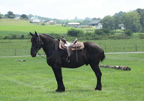 beautiful-draft-horses