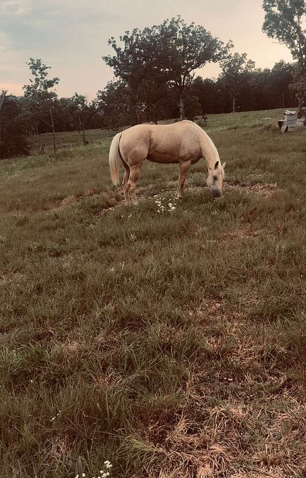 quarter-horse-mare