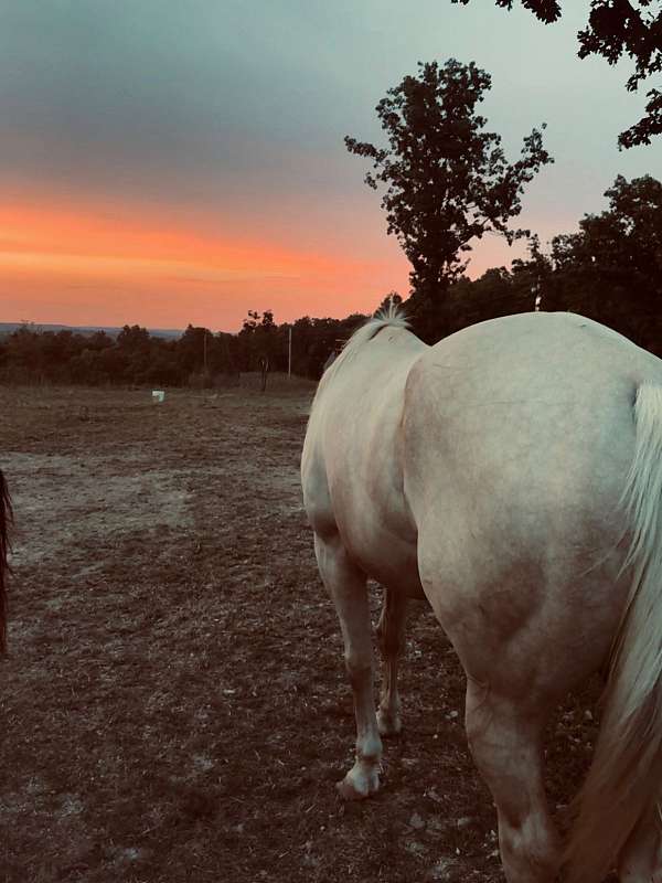 quarter-horse-for-sale