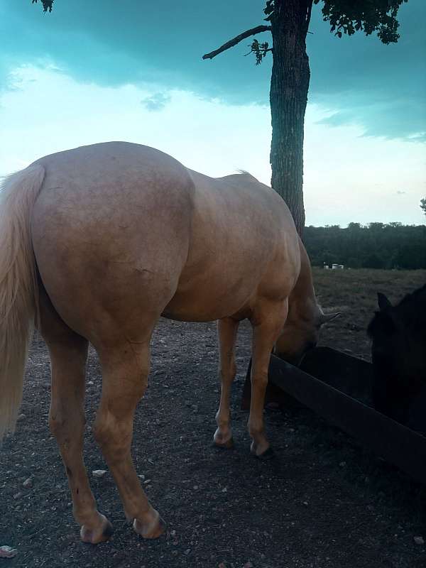palomino-beginner-working-horse
