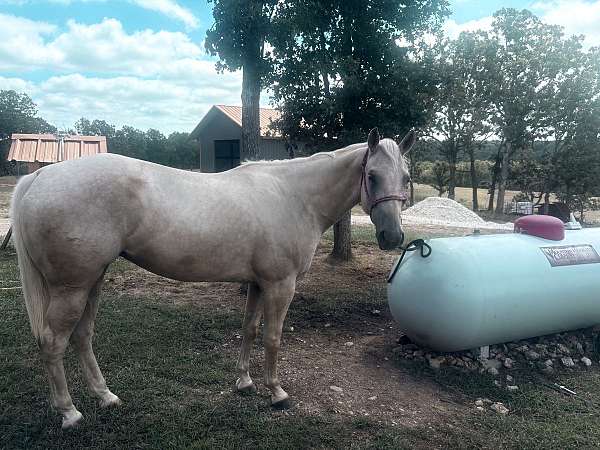 beginner-working-palomino-horse