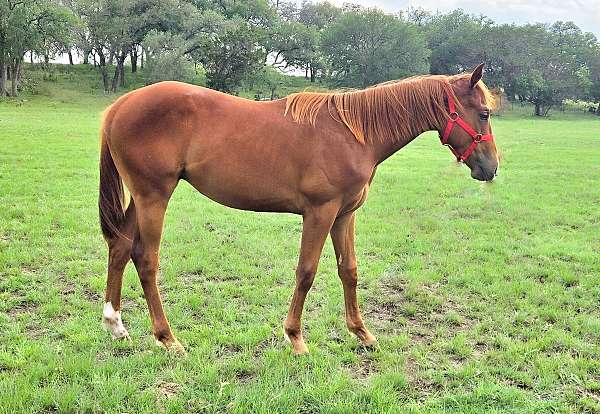 athletic-paint-horse