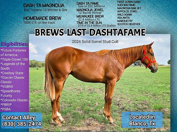barrel-paint-horse