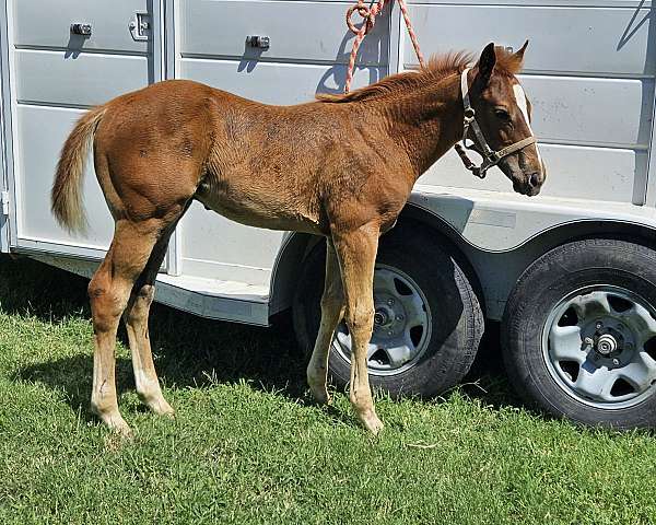 barrel-racing-paint-horse