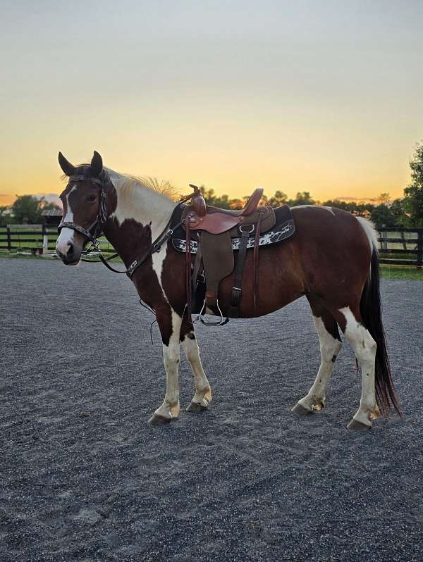 draft-mare