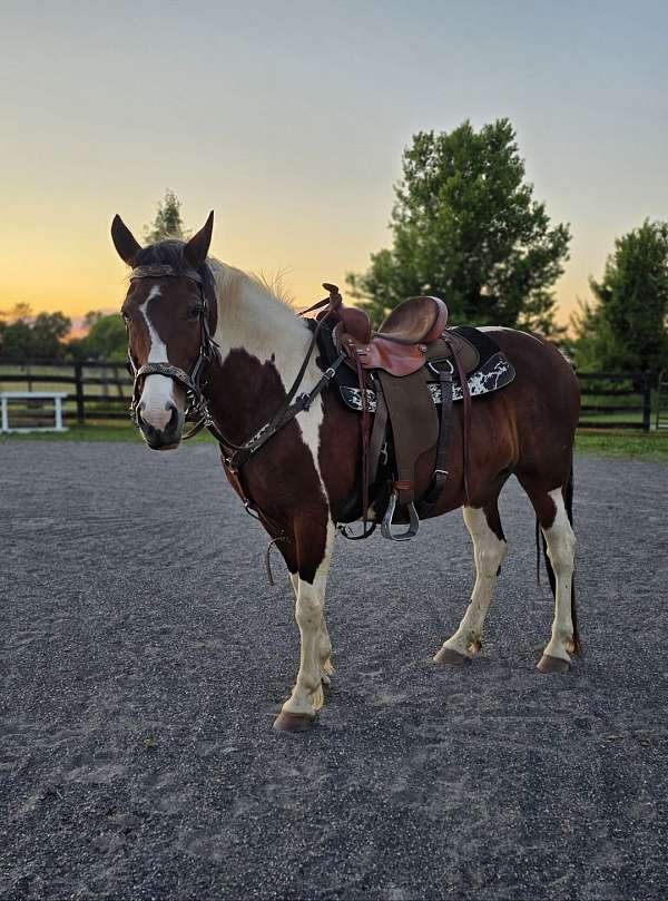 draft-horse-for-sale