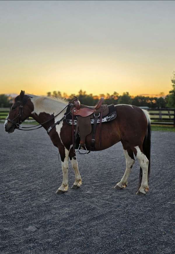 draft-horse
