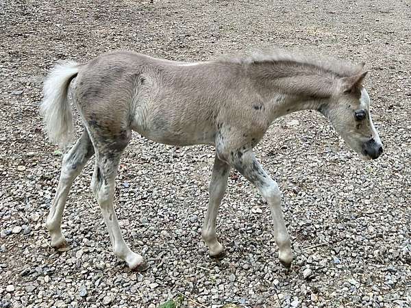 black-aspc-foal