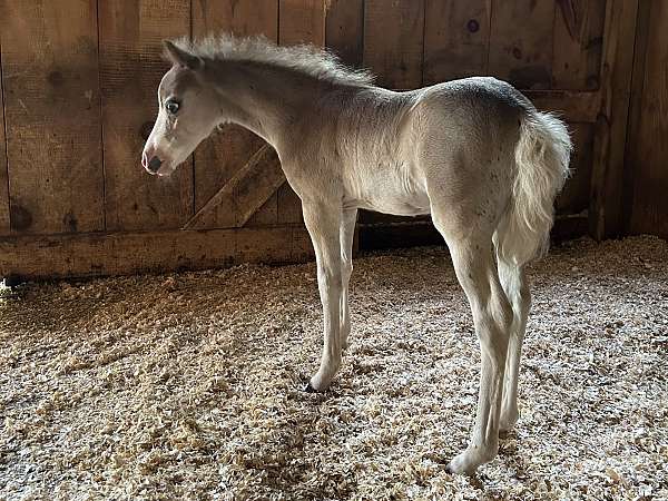 sabino-amha-colt