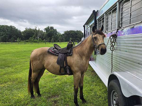 quarter-pony-gelding
