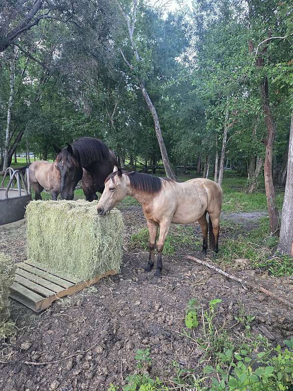 looks-quarter-pony