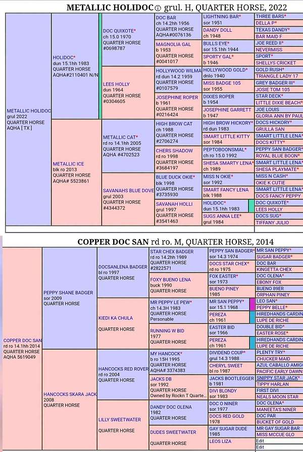 athletic-quarter-horse