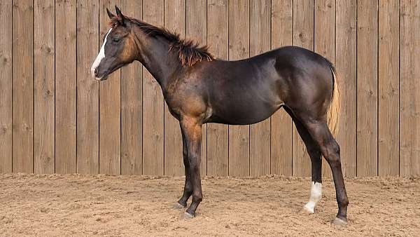 barrel-quarter-horse