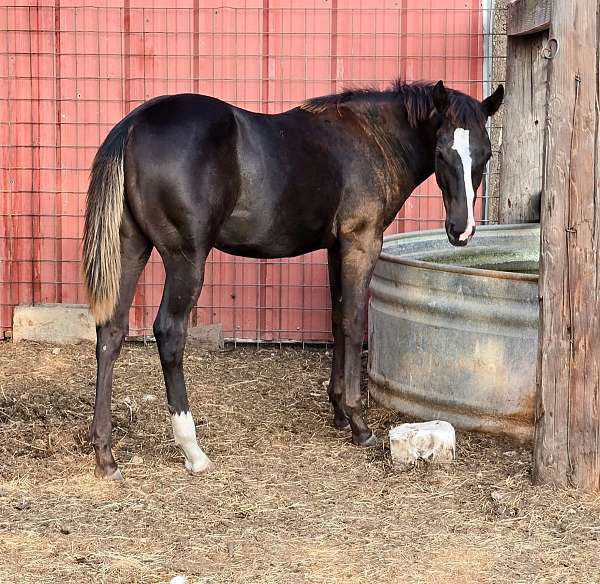 barrel-racing-quarter-horse