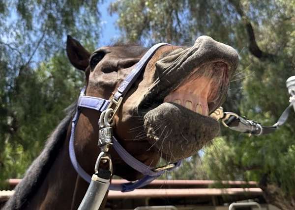 thoroughbred-gelding