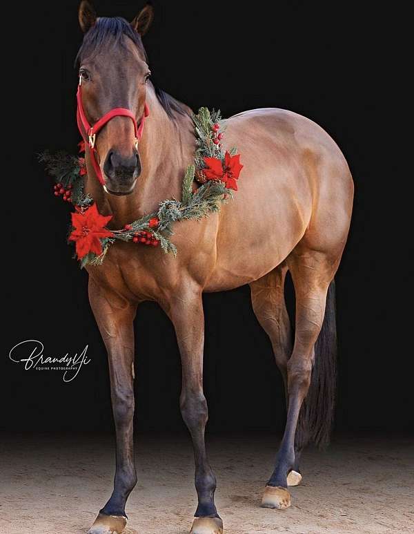 thoroughbred-horse-for-sale