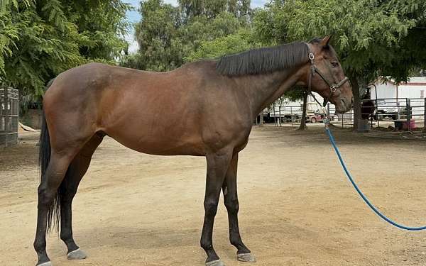 thoroughbred-horse
