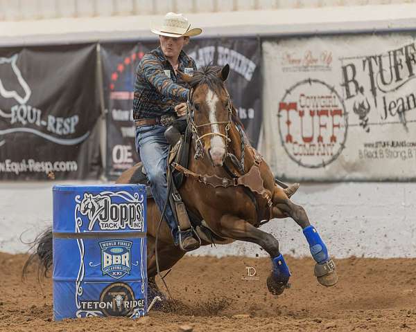 barrel-quarter-horse