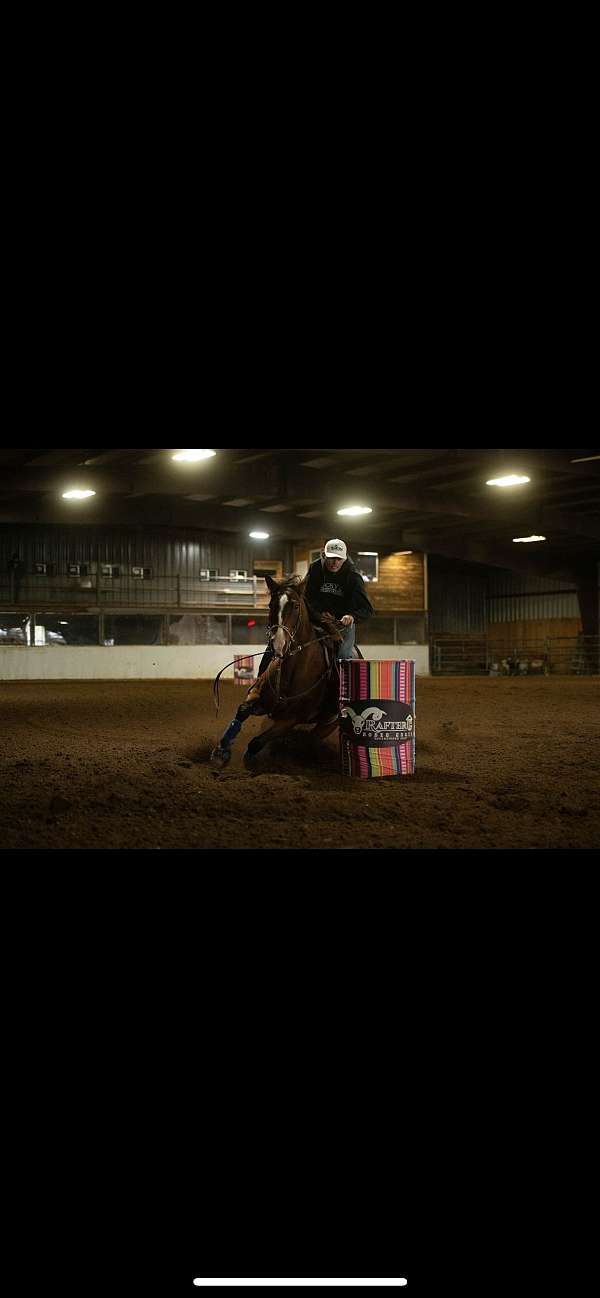 athletic-quarter-horse