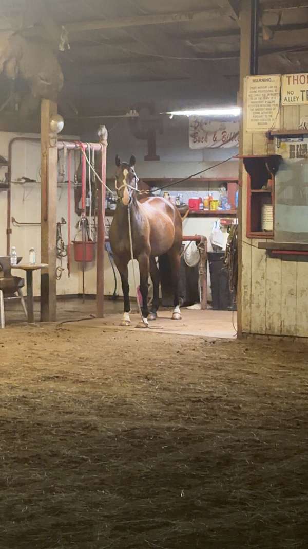 barrel-racing-quarter-horse