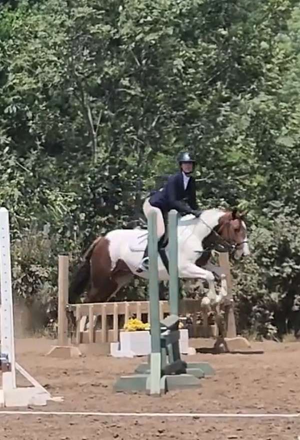 all-around-paint-pony