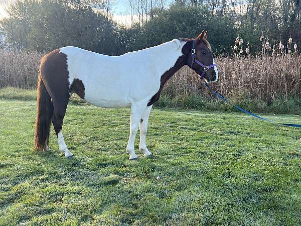 athletic-paint-pony