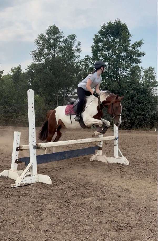 equitation-paint-pony