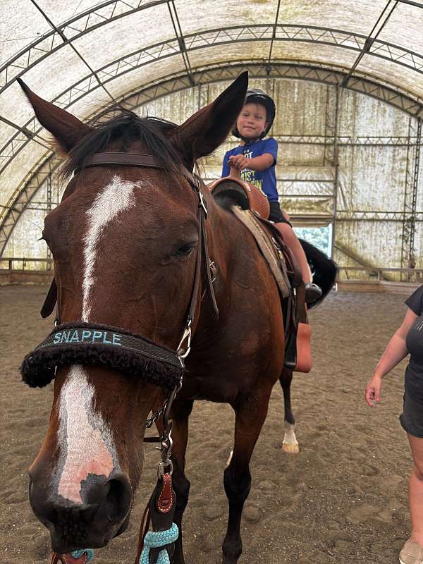 thoroughbred-horse-for-sale