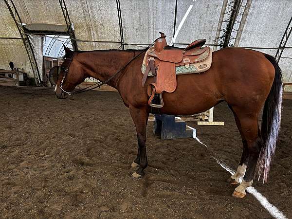 thoroughbred-mare