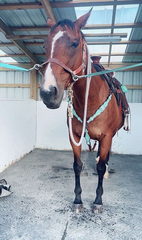 thoroughbred-horse