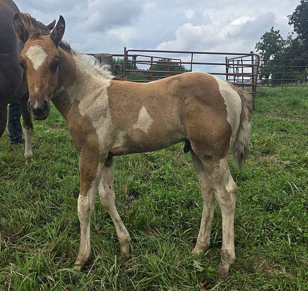 agility-colt