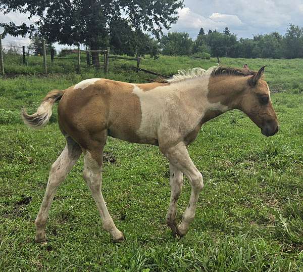 apha-champion-colt