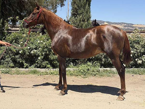 chestnut-grulla-arabian-friesian-mare